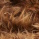 Wildbruin