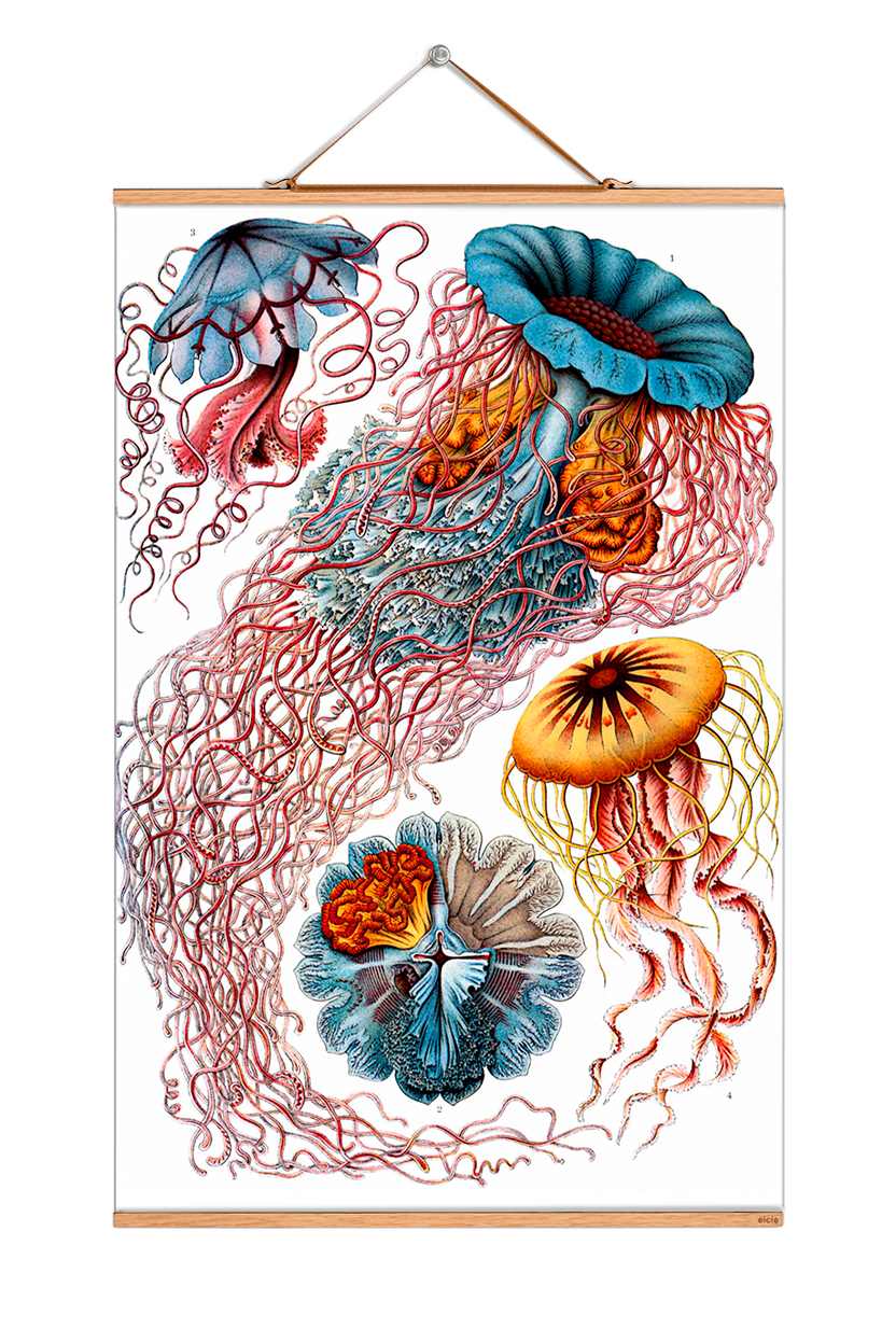 Poster mit Illustrationen von Quallen, Ernst Haeckel, Vintage Wanddeko, Meeresbiologie, EINZELSTÜCK.