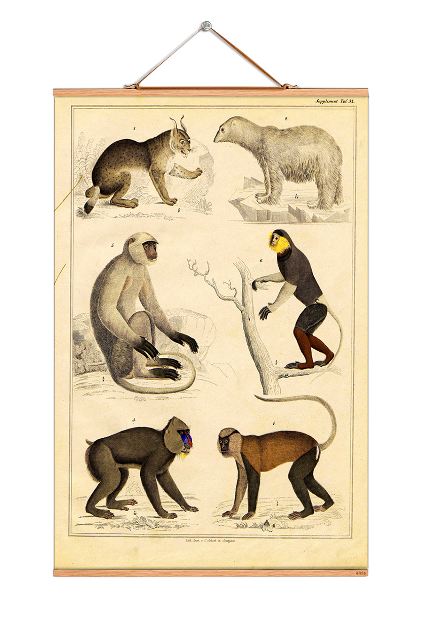 Animals Poster No 126: Vintage Tierposter mit Illustrationen von Bär, Luchs und verschiedenen Affenarten.