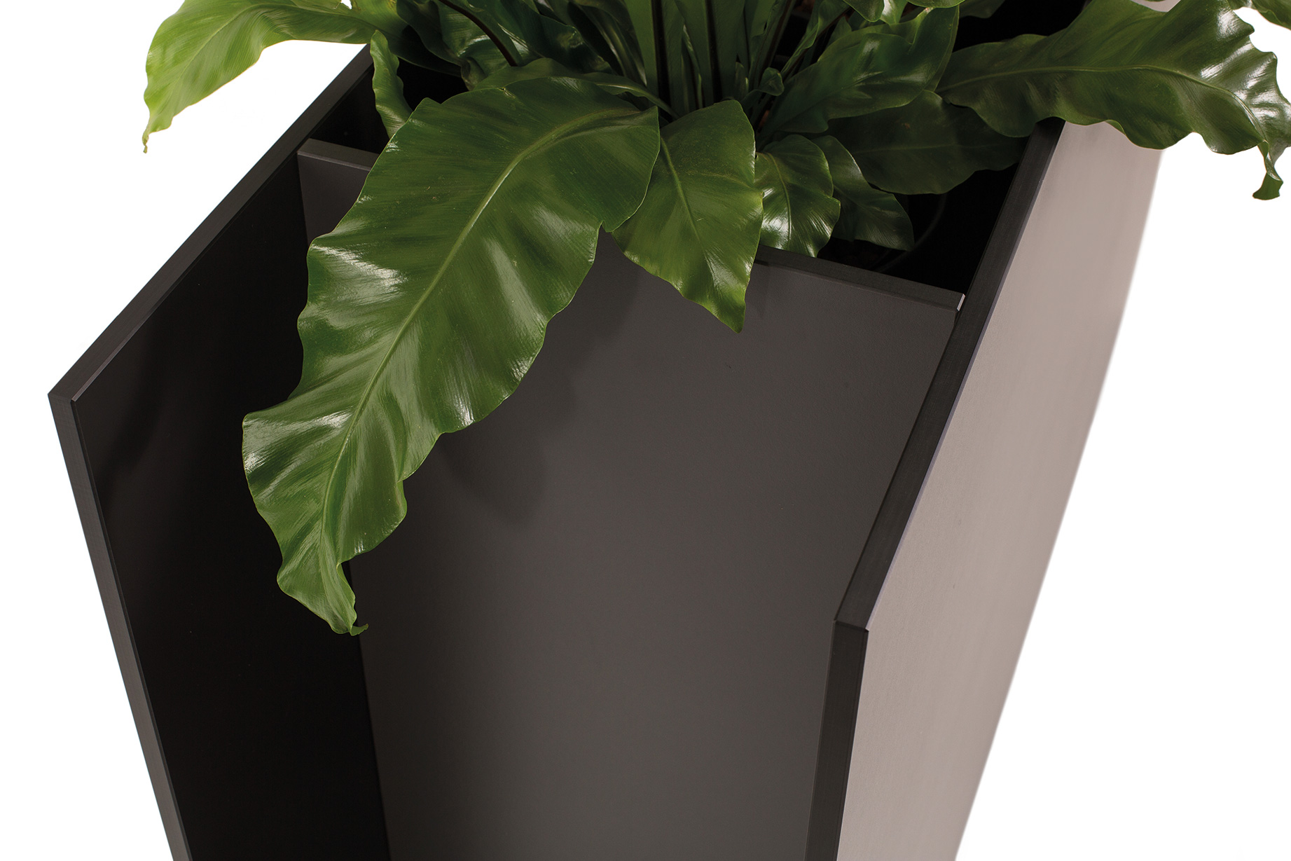 Sotomon Pflanzgefäß von Conmoto, moderner, eckiger Blumenkübel in Anthrazit mit grüner Pflanze, Detailaufnahme.