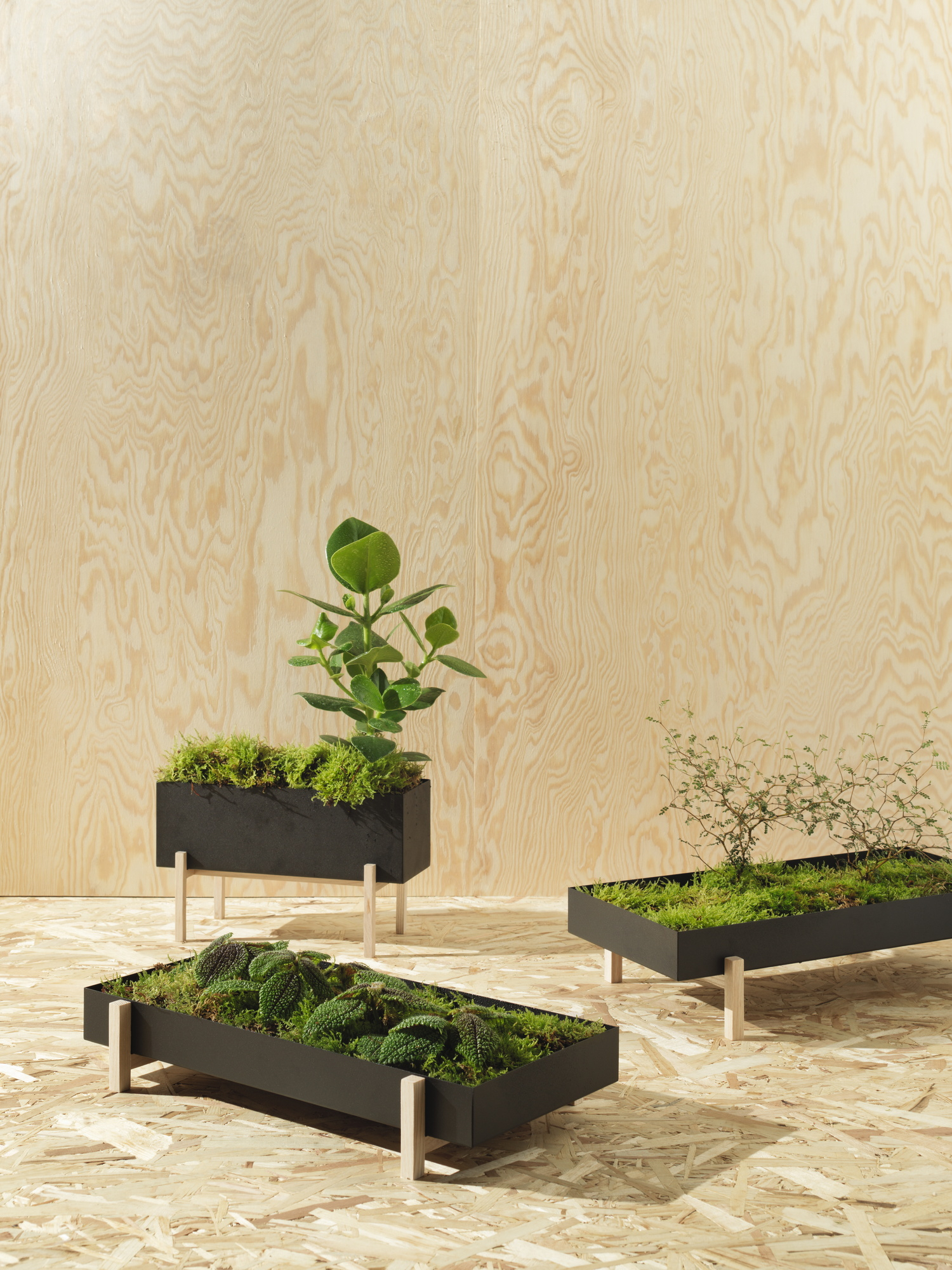 Drei Botanic Kräuter-Boxen von Design House Stockholm mit Pflanzen und Moos auf hellem Holzboden.