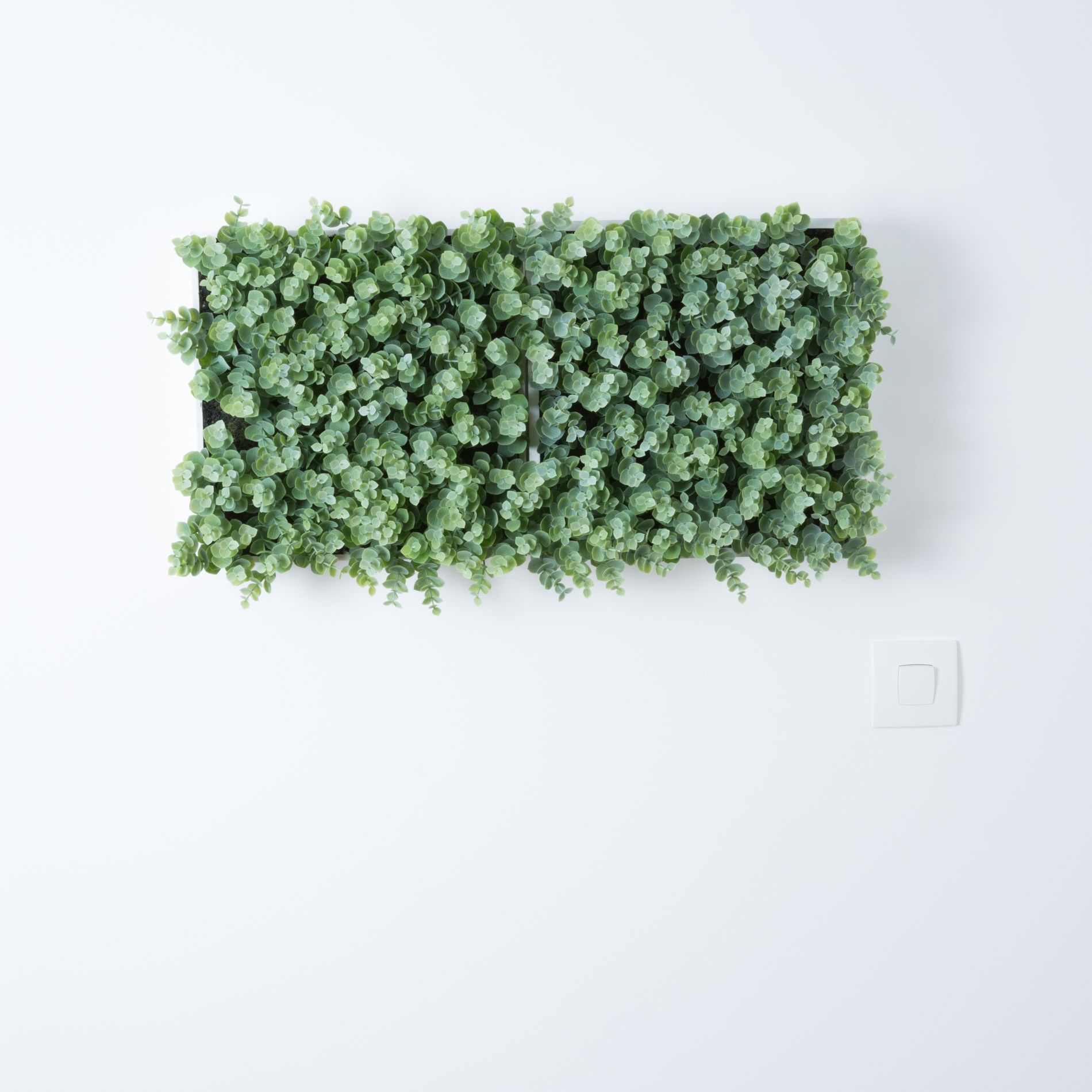 Copenhague Eucalyptus Framework Kunstpflanze Tanama an weißer Wand. Dekorative Wandbegrünung mit Eukalyptus im Rahmen.