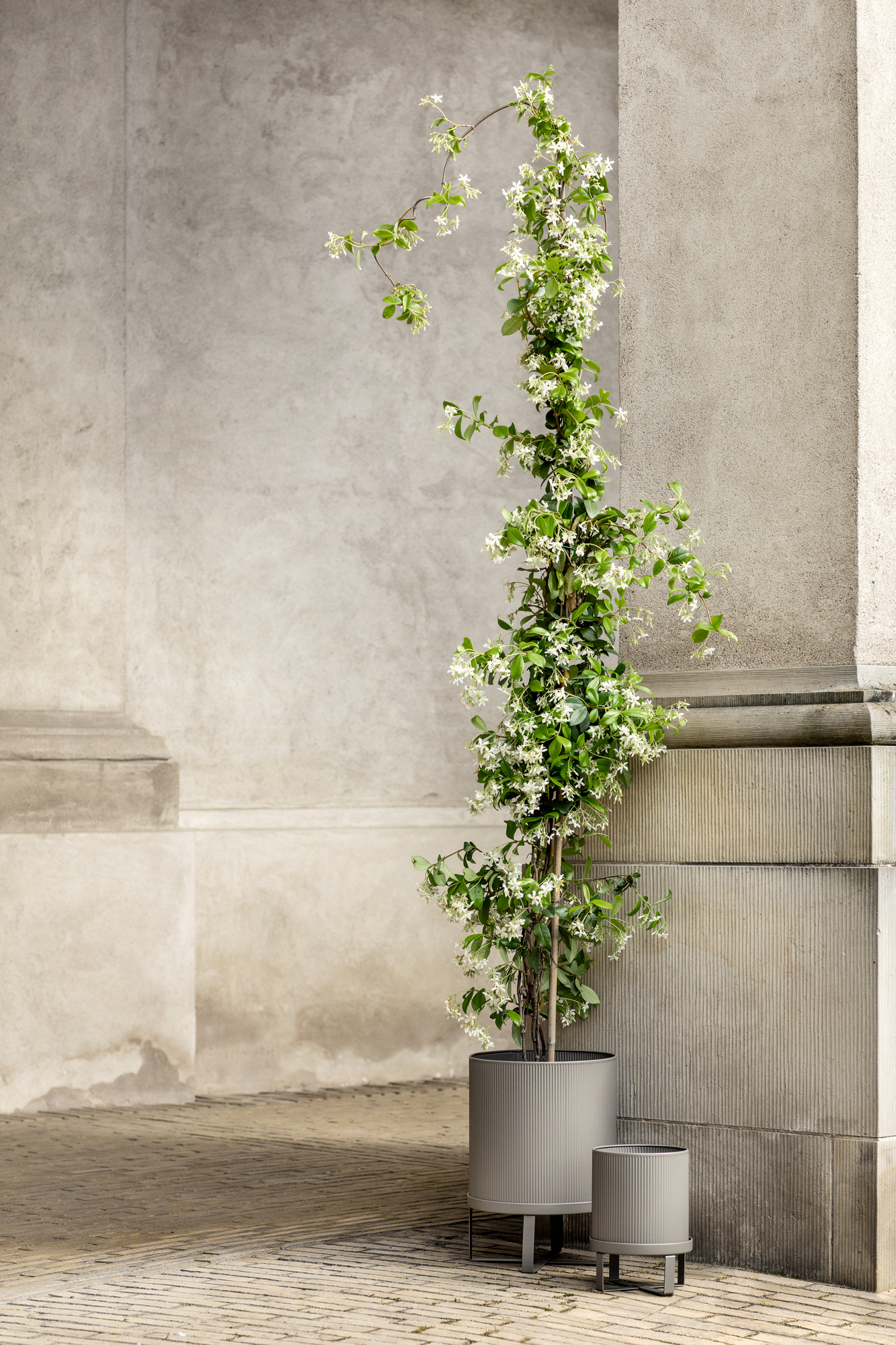 Großer, gerippter, grauer Ferm Living Bau Pot Blumentopf mit Jasminblüten vor einer grauen Wand.