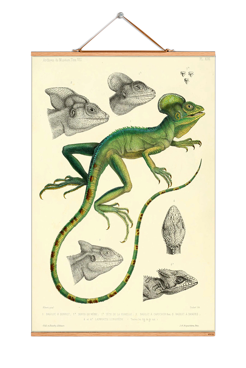 Animals Poster No 126: Vintage Illustration eines grünen Basilisken, Wanddeko für Tierfreunde.