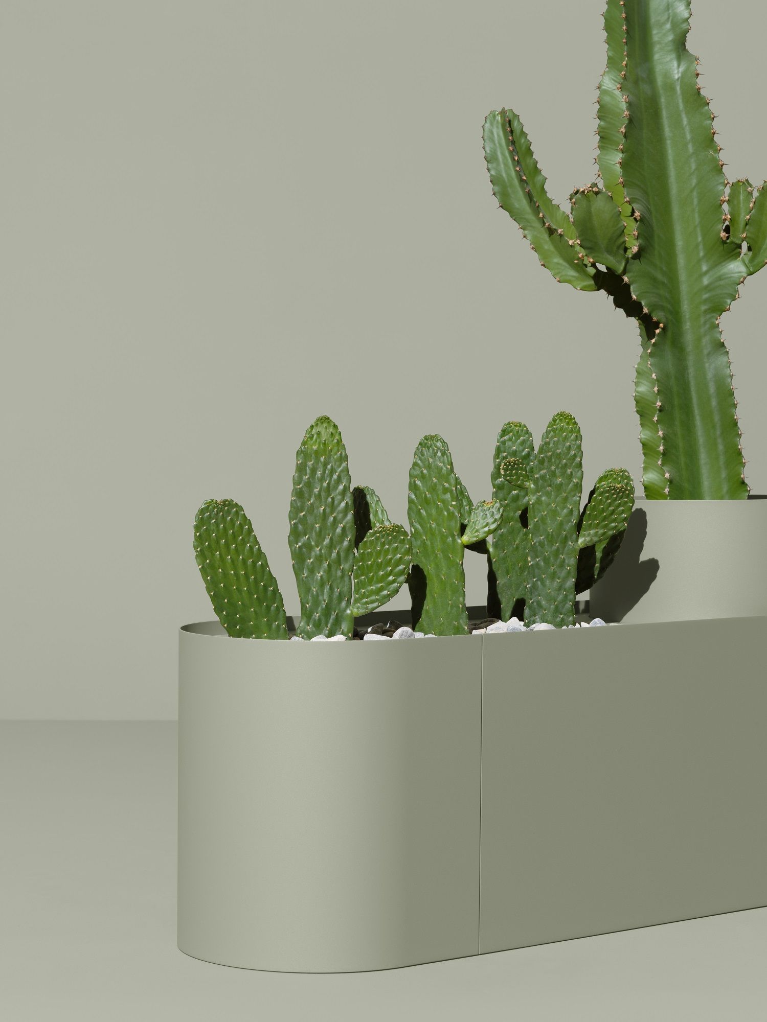 Plant Here Mizetto Pflanzenbox mit Kakteen und weißen Steinen in modernem, grauem Pflanzgefäß.