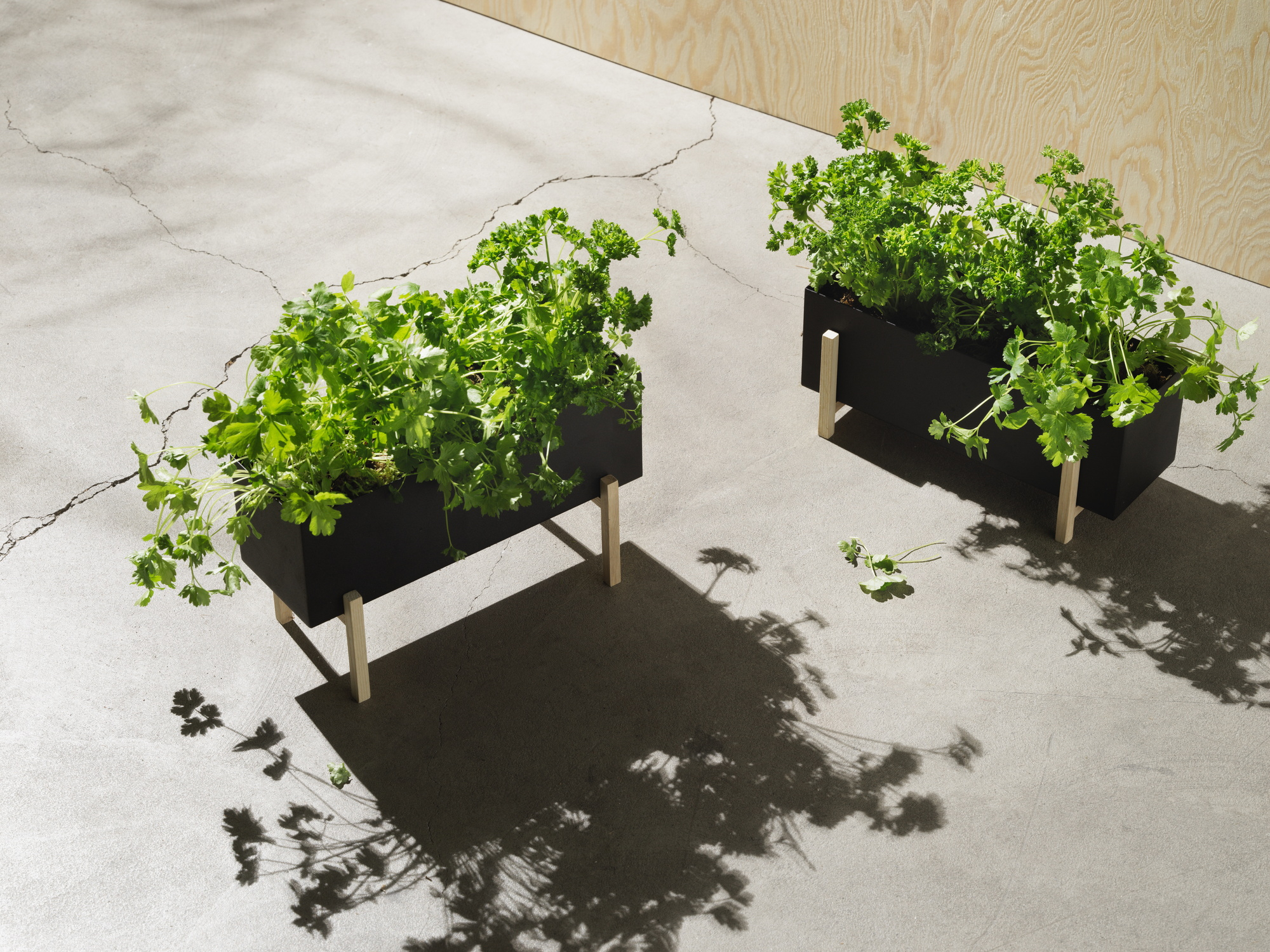 Zwei Botanic Kräuter-Boxen von Design House Stockholm mit frischen Kräutern auf hellem Untergrund.
