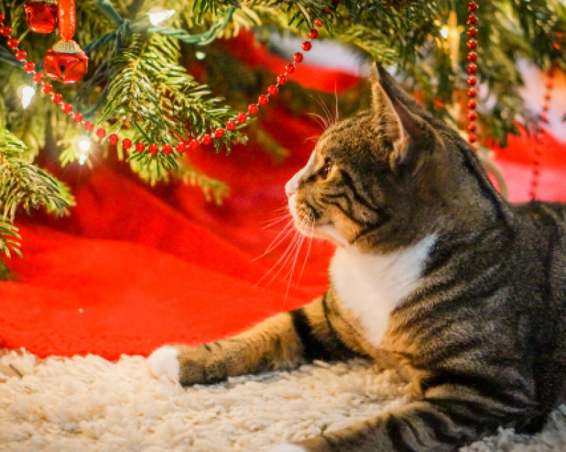 Getigerte Katze liegt entspannt unter dem Weihnachtsbaum mit roter Dekoration auf einem weißen Teppich.