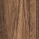 Walnoot