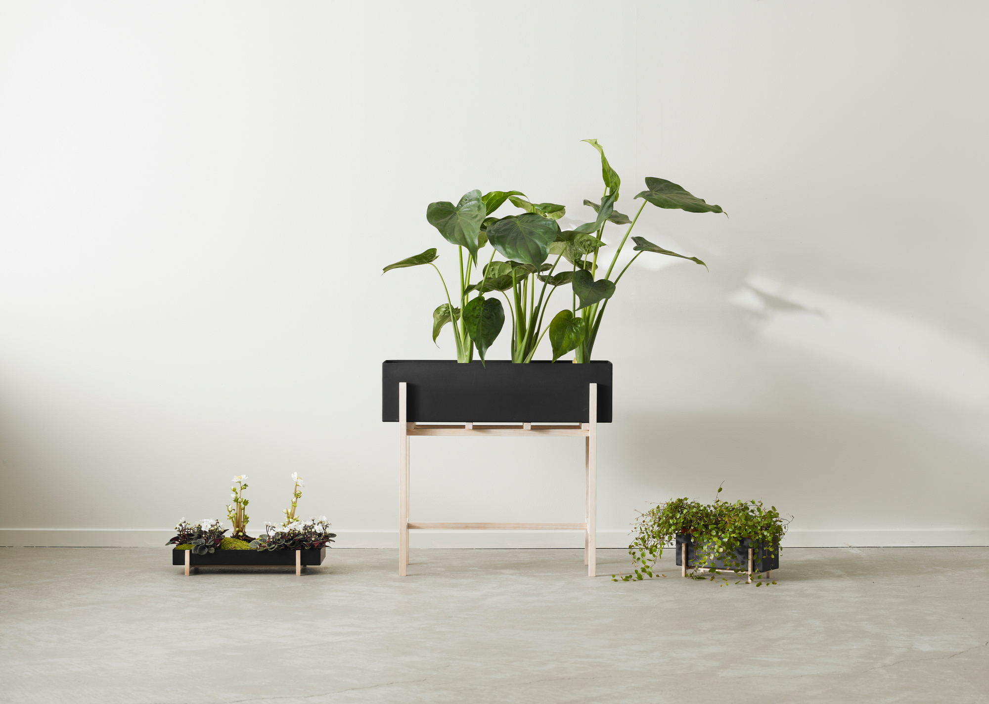 Botanic Flower Stand Blumenkasten von Design House Stockholm mit Zimmerpflanzen und minimalistischem Holzgestell.
