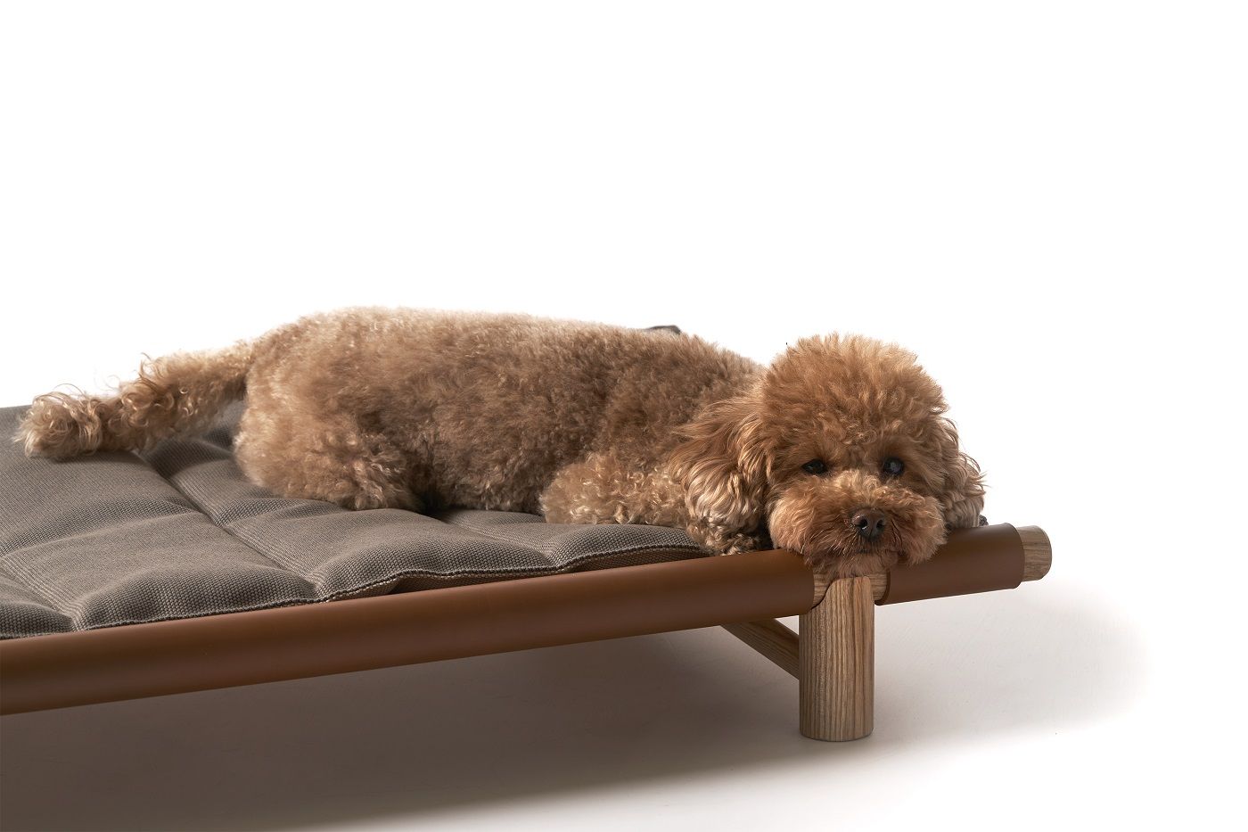 Brauner Pudel ruht auf einem Berberé Hundebett von Opinion Ciatti mit grauem Kissen.