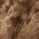 Geschoren bruin