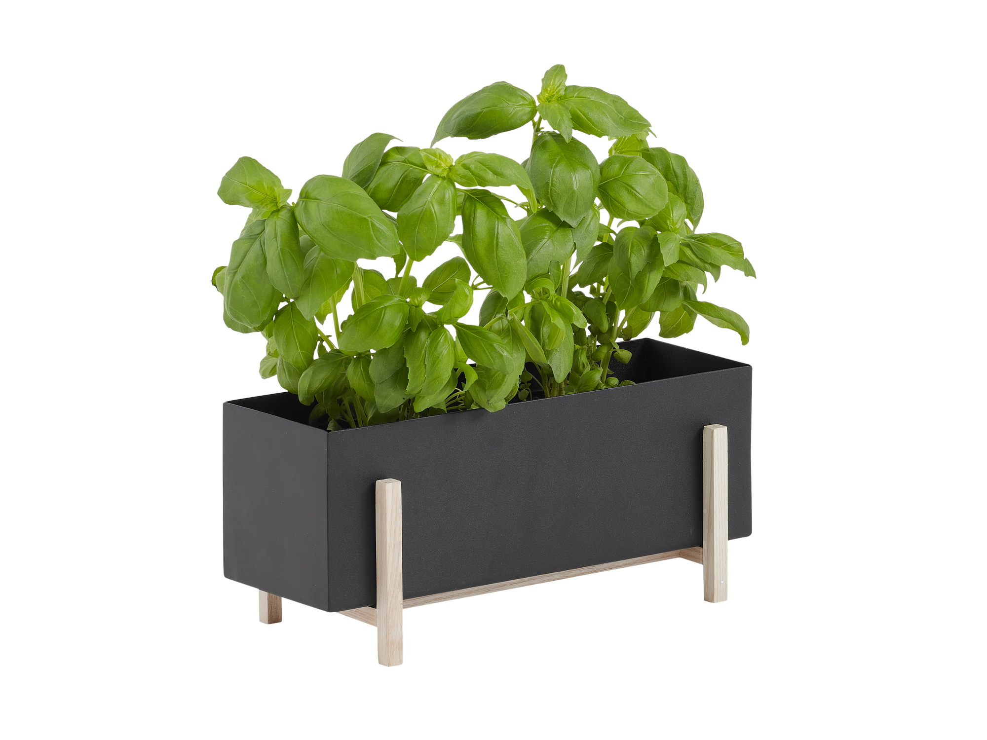 Schwarze Botanic Kräuter-Box von Design House Stockholm mit Basilikum, ideal für Küche und Kräutergarten.