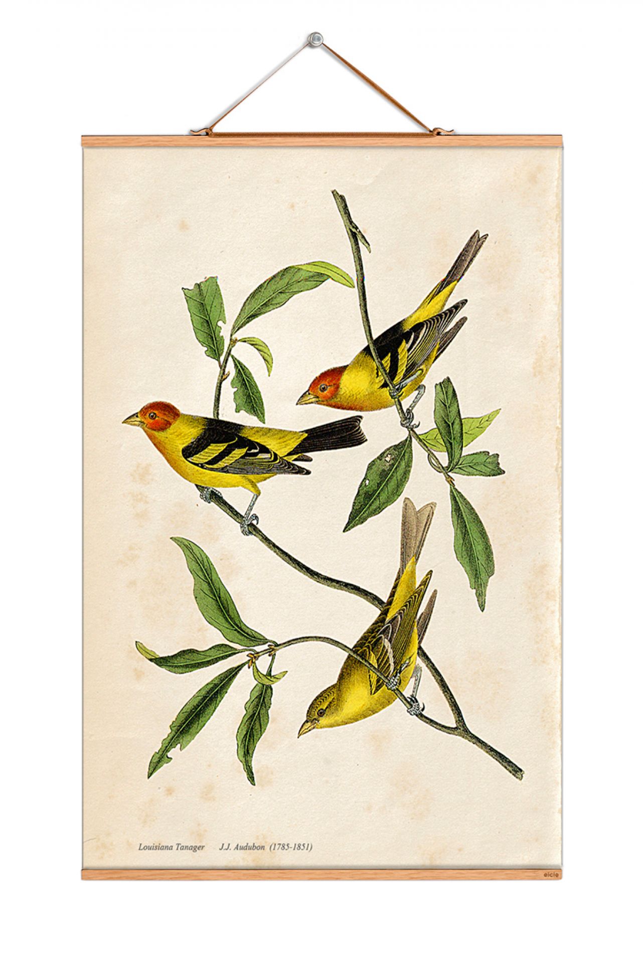 John James Audubon-poster nr. 116, eicie, UNIEK EXEMPLAAR