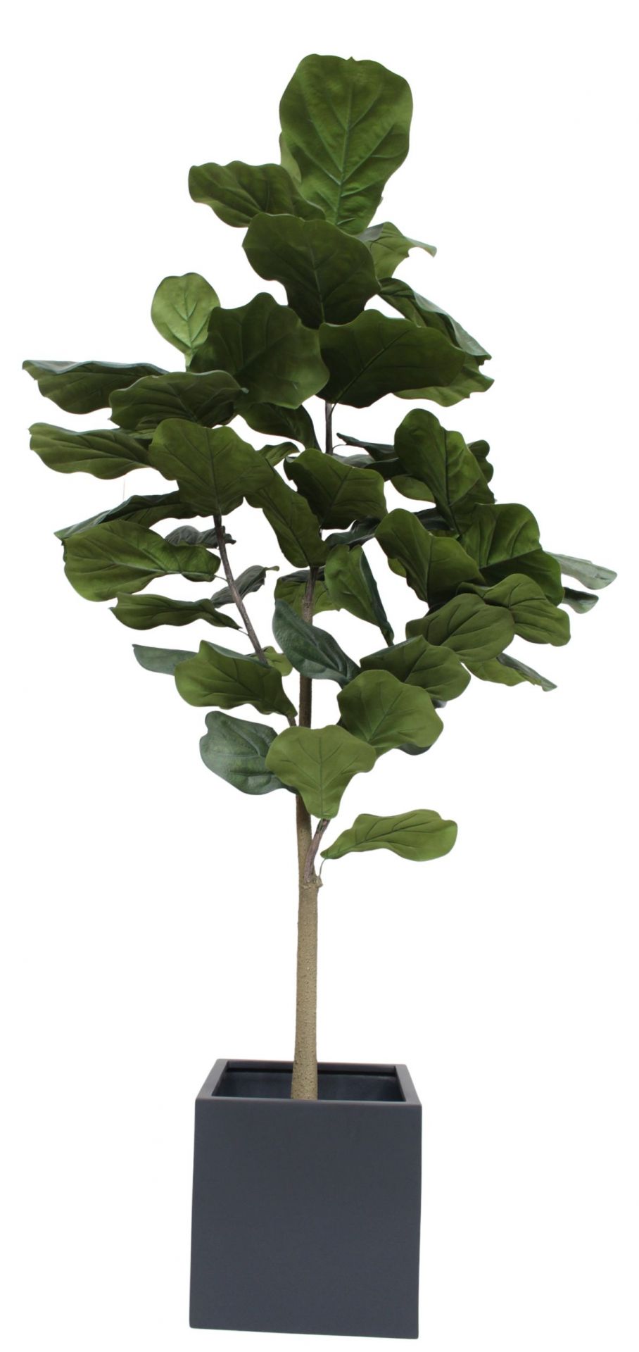 Taiga Lyrata-boom (Lyrata-boom) Kunstplant Tanaman