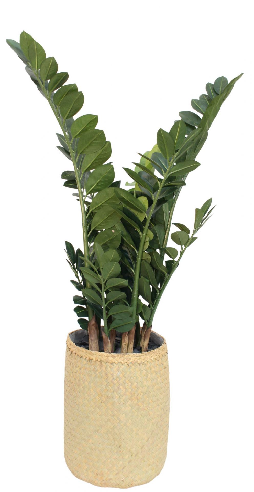 Nairobie Zamia kunstplant Tanaman    
