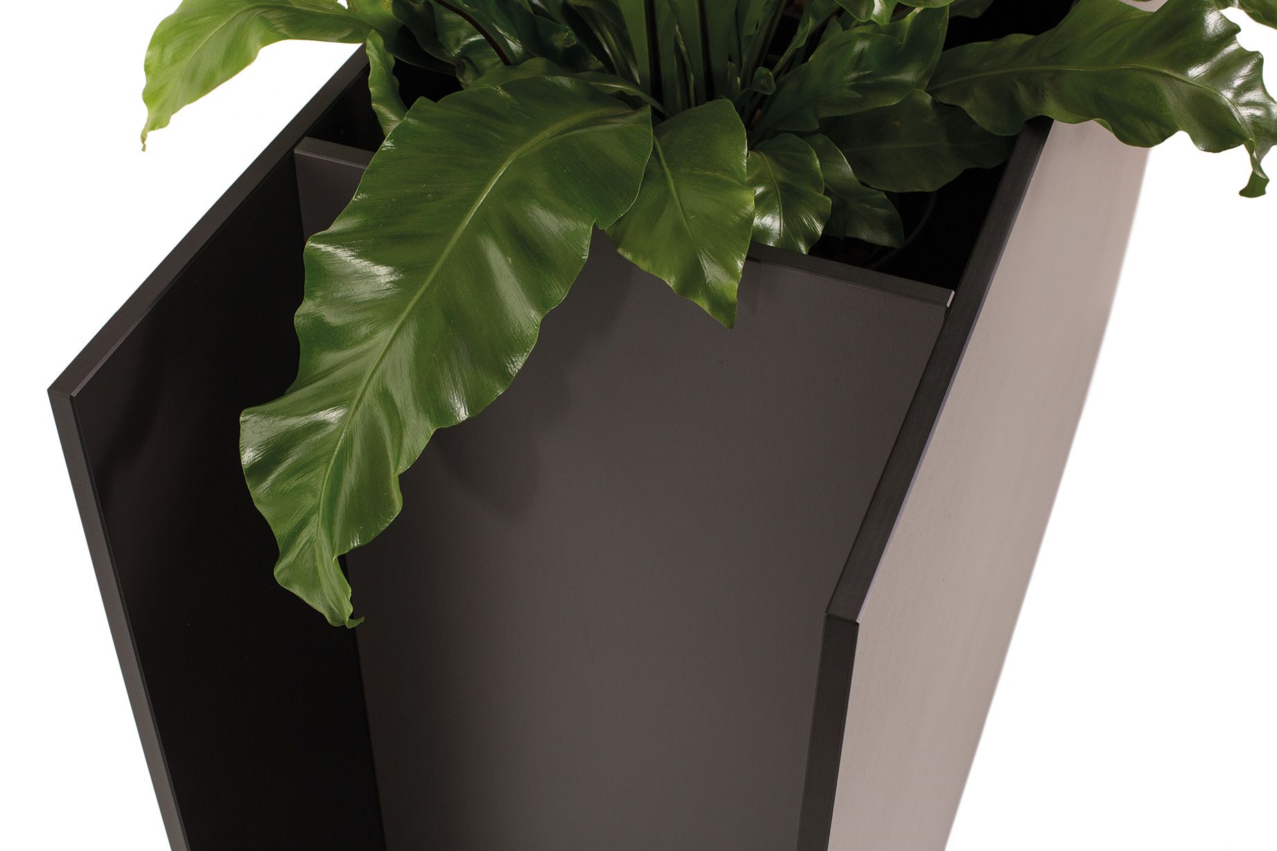 Sotomon Pflanzgefäß von Conmoto, moderner, eckiger Blumenkübel in Anthrazit mit grüner Pflanze, Detailaufnahme.