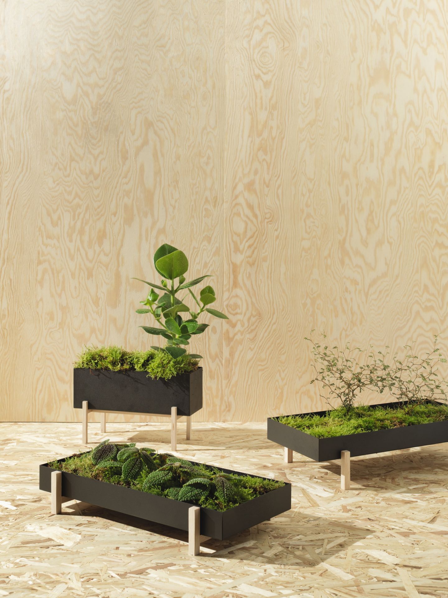 Drei Botanic Kräuter-Boxen von Design House Stockholm mit Pflanzen und Moos auf hellem Holzboden.