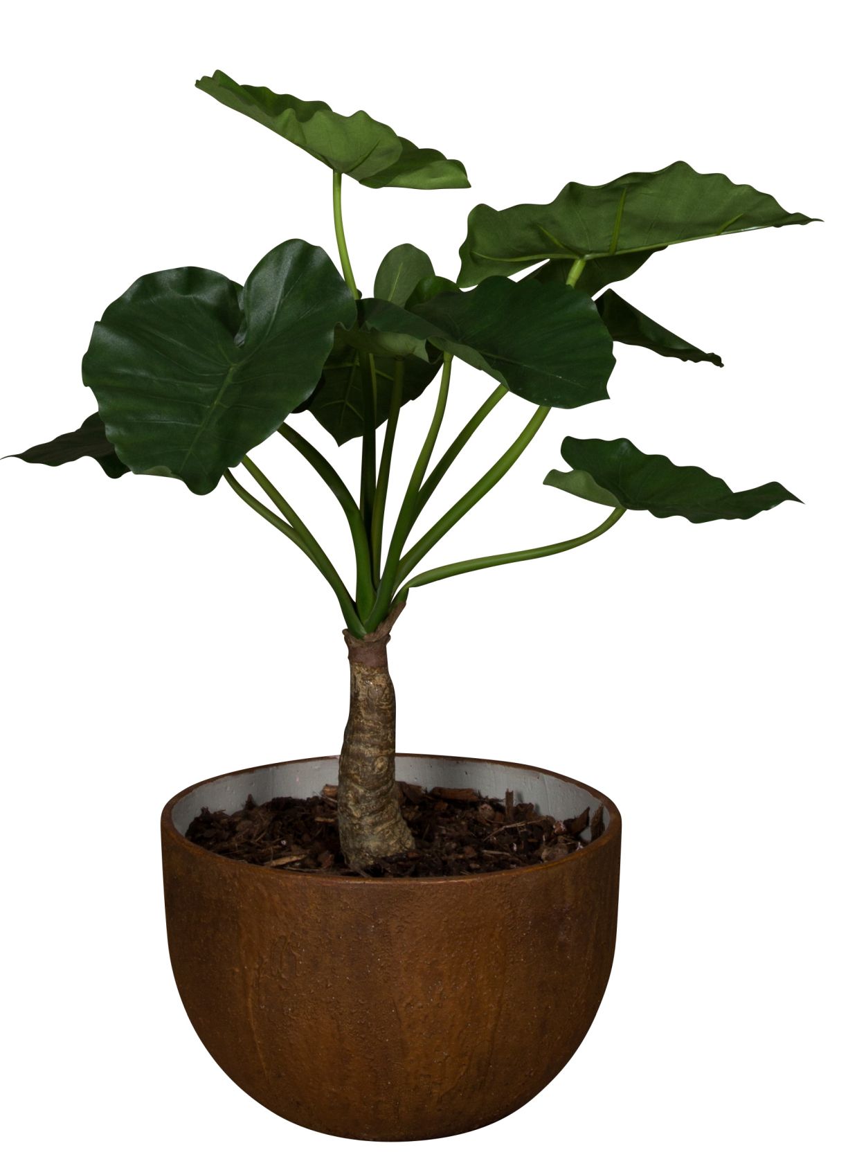 Medewi Alocasia 80 (Acacia) Kunstplant Tanaman     