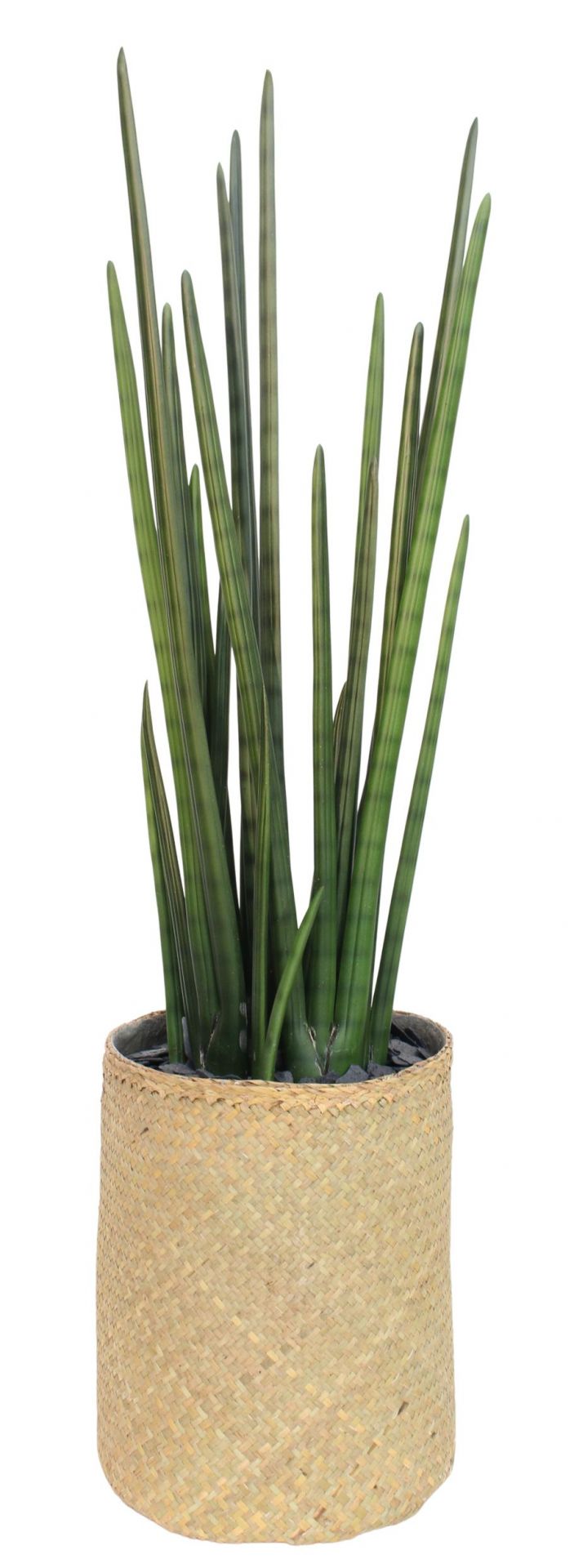 Nairobie Sansevieria kunstplant Tanaman