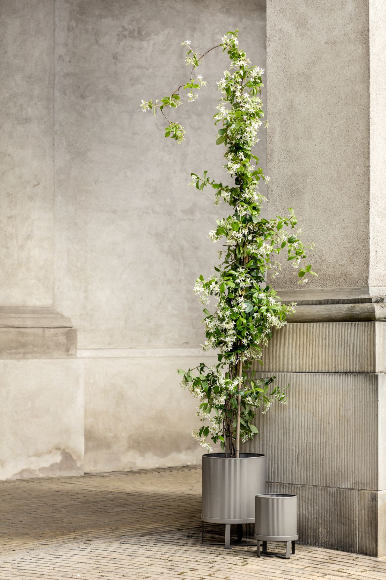 Großer, gerippter, grauer Ferm Living Bau Pot Blumentopf mit Jasminblüten vor einer grauen Wand.