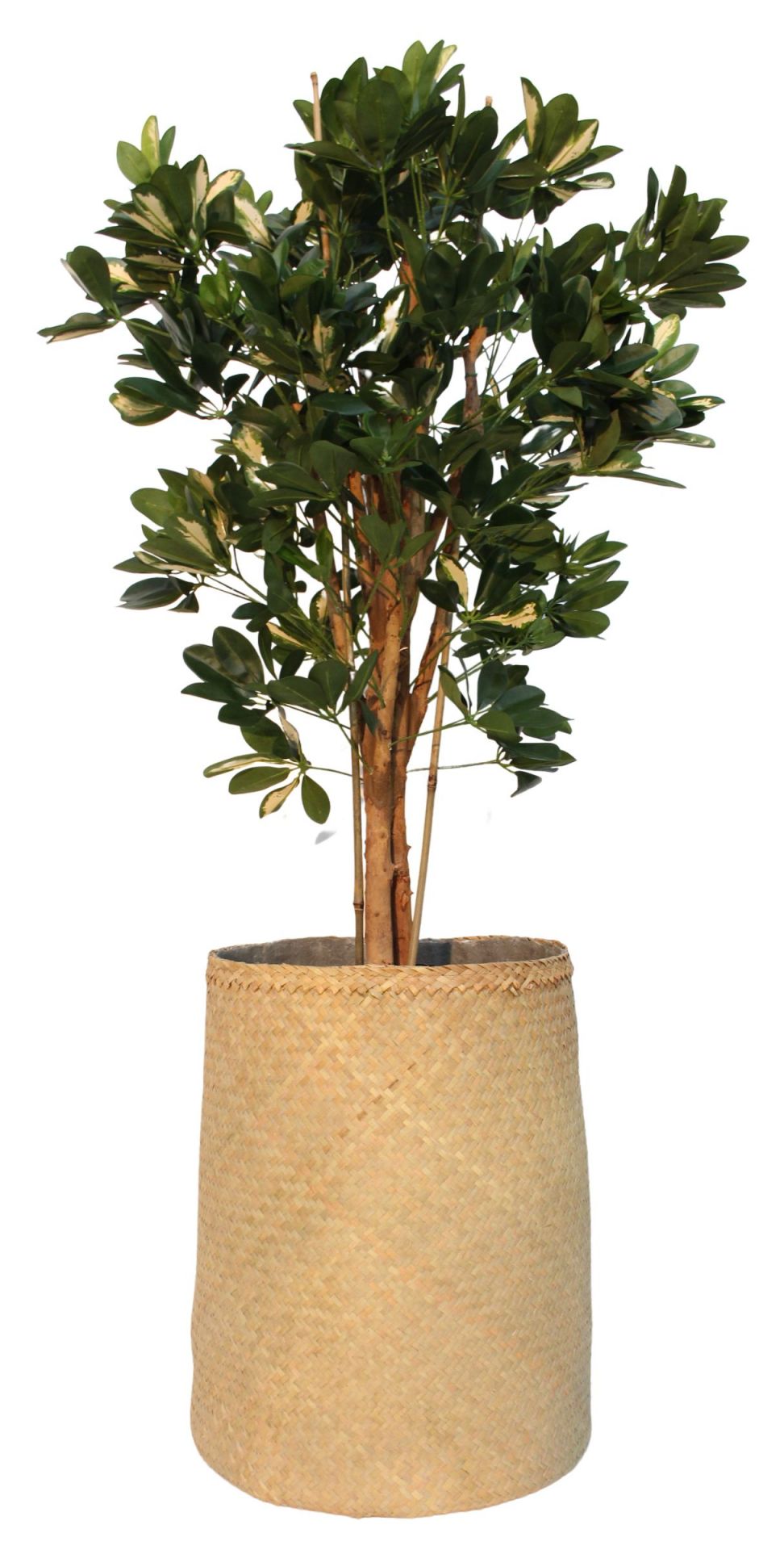 Nairobie Schefflera kunstplant Tanaman