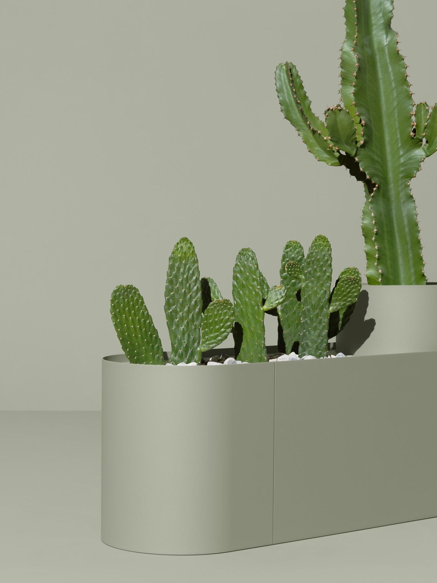 Plant Here Mizetto Pflanzenbox mit Kakteen und weißen Steinen in modernem, grauem Pflanzgefäß.