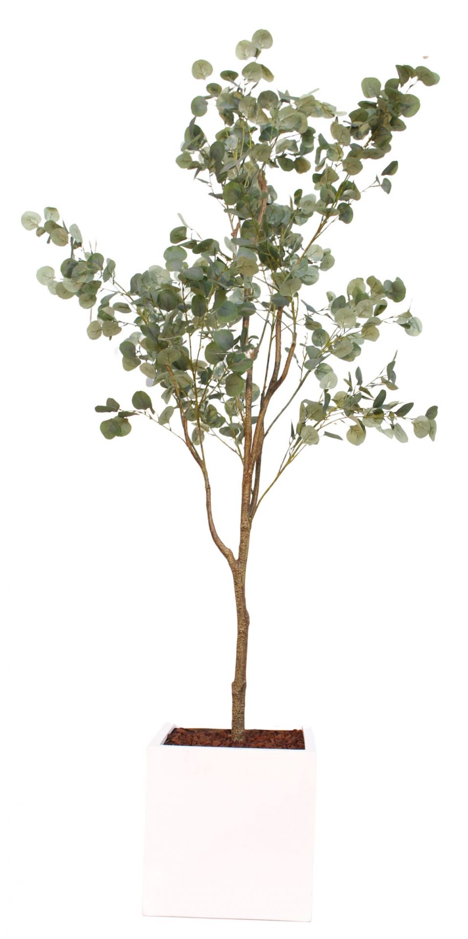 Taiga Eucalyptusboom (Eucalyptusboom) Kunstplant Tanaman  