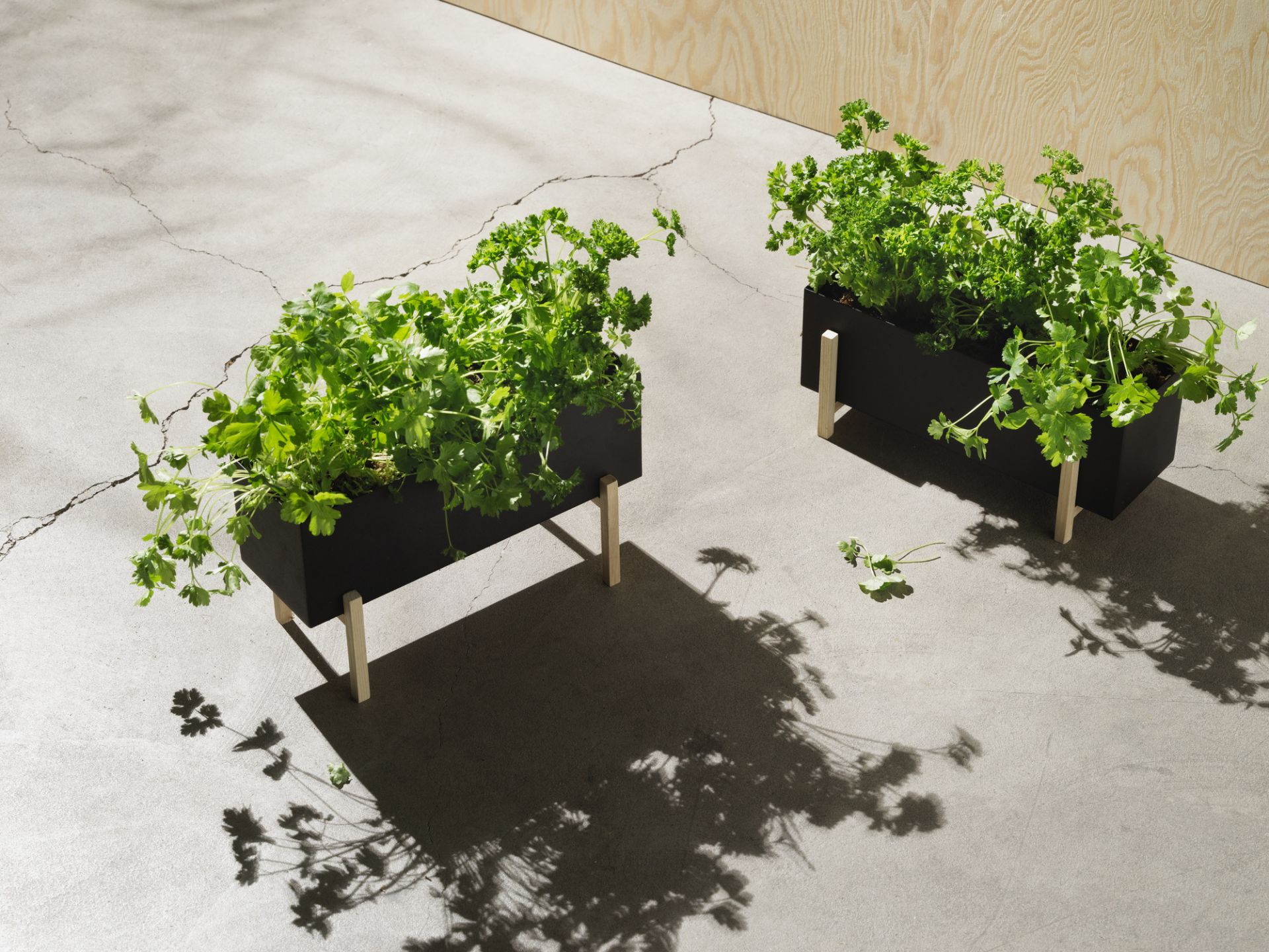 Zwei Botanic Kräuter-Boxen von Design House Stockholm mit frischen Kräutern auf hellem Untergrund.