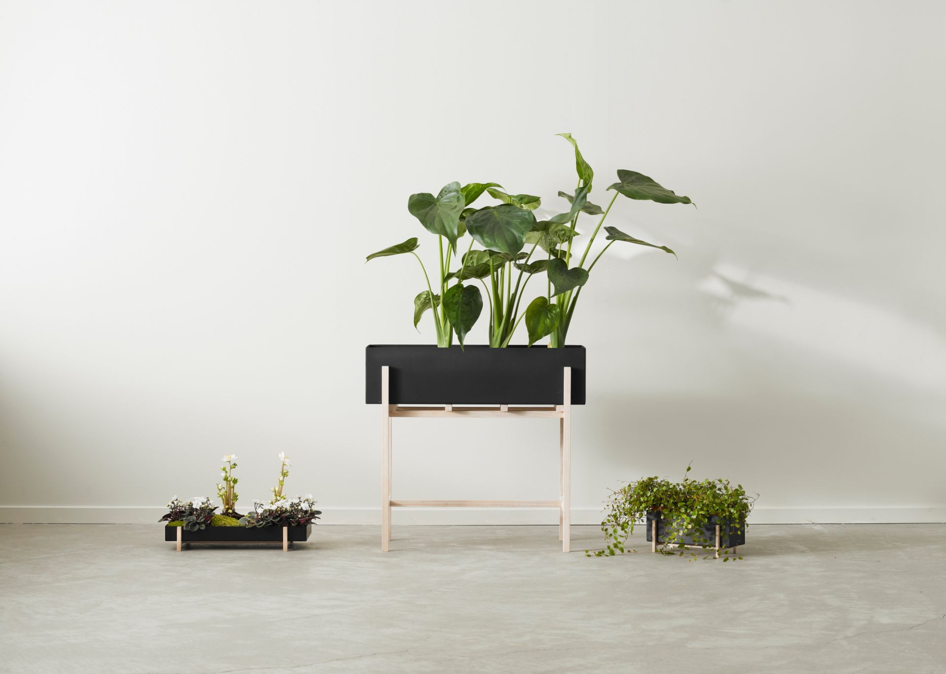 Botanic Flower Stand Blumenkasten von Design House Stockholm mit Zimmerpflanzen und minimalistischem Holzgestell.