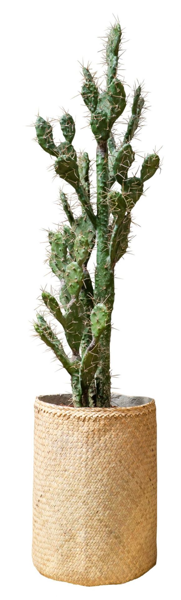 Nairobie Cactus Kunstplant Tanaman    