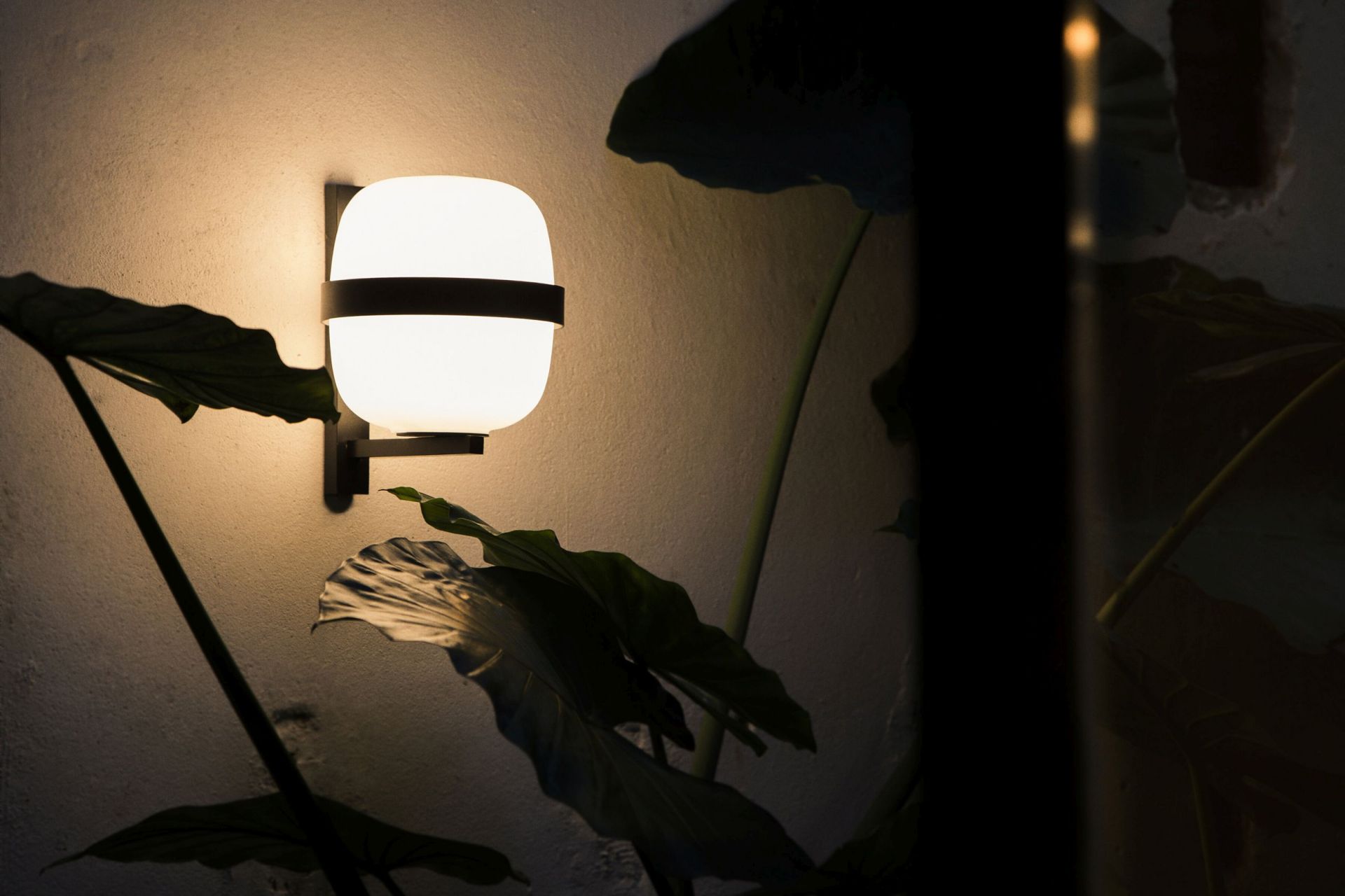 Nahaufnahme der schwarzen Santa & Cole Wally Cestita Wandleuchte, die ein warmes Licht neben grünen Blättern ausstrahlt.